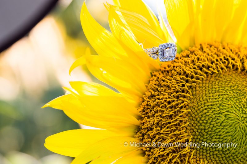 photograph of an engagement ring on a sunflower